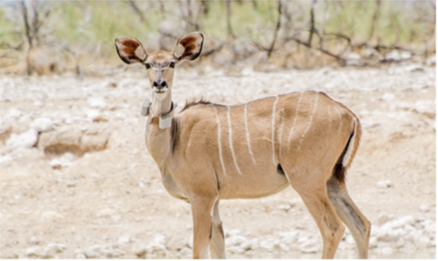 More information on the BRC